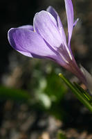 Crocus
