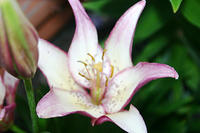IMG_9470a.jpg