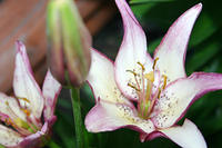 IMG_9471a.jpg