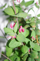 IMG_9472a.jpg