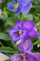 Pansies and Violas
