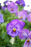 Pansies and Violas