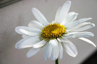 Daisy