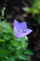 Bellflower. Or something.