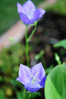 More Bellflowers.