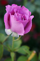 Angel Face Rose