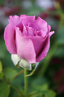 Angel Face Rose