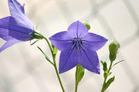 Balloon Flowers?  I think?