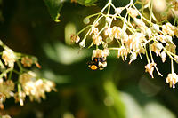 More playing with my lens.. a bee. duh.