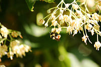 Bees. Ick.