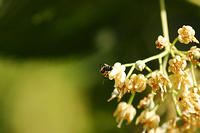 I don't like bees.