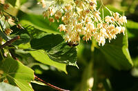Bees bees bees.