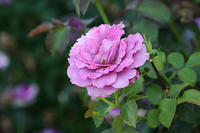 My angel face roses