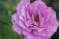 Angel face roses again.