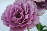 More angel face roses.