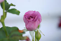 And more angel face roses!