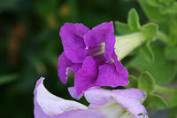 Petunias