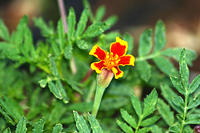 I don't like marigolds. :P