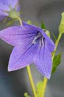 Balloon flowers!