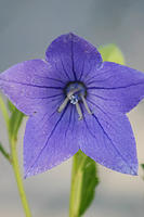 Balloon flower