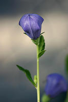 Balloon flower, and now you see why they are called a balloon flower.