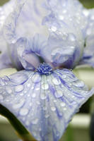 Blue and white iris