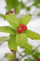 Berries from the honeysuckle