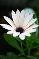 Peach Symphony Osteospermum Daisy
