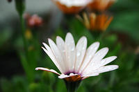 Peach Symphony Osteospermum Daisy