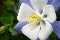 Blue and white columbine