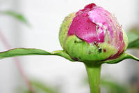 Poeny bud