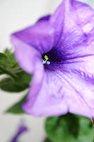Petunia