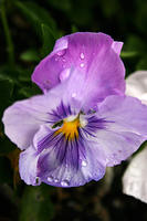 Pansy