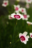 Maiden Pinks?  Cheddar Pinks?  I forget