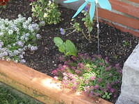 Part of the flower beds.. Alyssum, Pansy, and Viola X Williamsii.