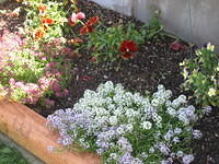Alyssum, Pansy, Viola X Williamsii