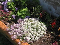Petunia's, Alyussum, Viola X Williamsii, Pansy's