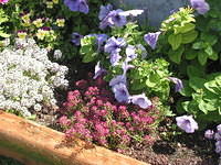 Alyssum, Petunia, Viola X Williamsii
