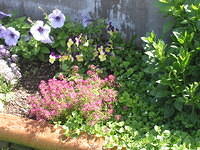 Petunia, Alyssum, Bacopa, Viola X Williamsii