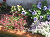 Pansy, Viola X Williamsii, Alyssum, Petunia