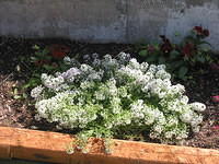 Alyssum