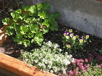 Geranium, Alyssum, Viola X Williamsii