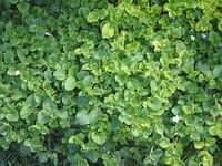 Bacopa