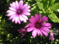 Osteospermum Daisy