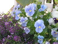 Pansy's and Alyssum