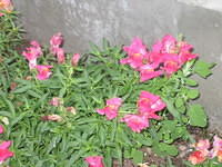 Snapdragon