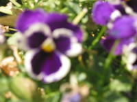 Pansy