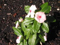 Vinca