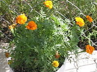 Carrie's Marigolds she started at school