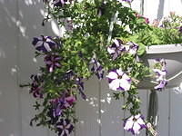 Alyssum and Petunias